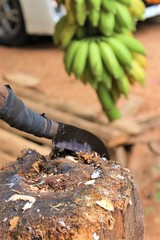 スリランカの道端の果物屋さん