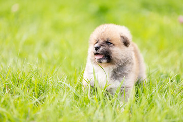 Red japanese akita puppy walks outdoor at park