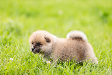 Red japanese akita puppy walks outdoor at park