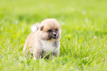 Red japanese akita puppy walks outdoor at park