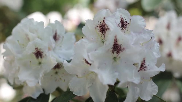 White rhododendrons bloom in the summer garden in the sun