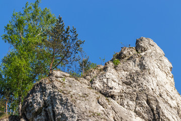 rocks in the Kobylańska valley in the Kraków-Częstochowa Upland