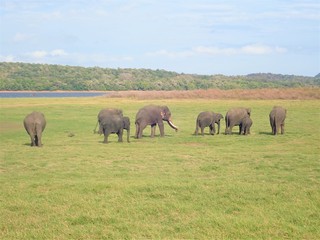 Fototapeta na wymiar ミネリヤ国立公園の野生の象