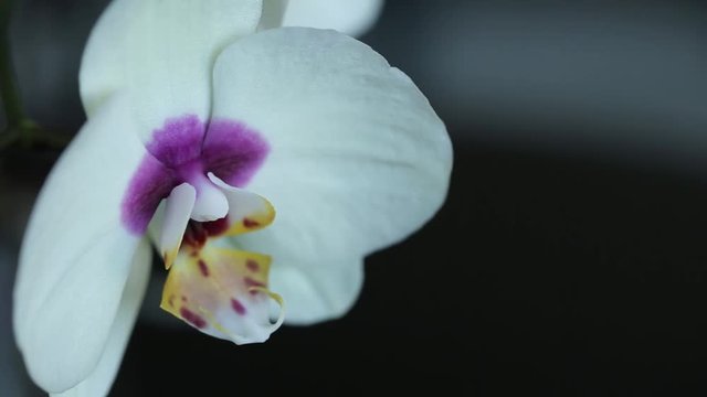 White orchid macro on a black background with a slider