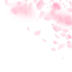 Sakura petals falling down. Romantic pink flowers corner. Flying petals on white square background. 