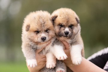 Fototapeta premium Red japanese akita puppies walks outdoor at park