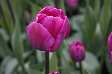 Fototapeta premium Tulip