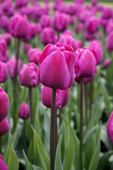 Obraz premium Tulips