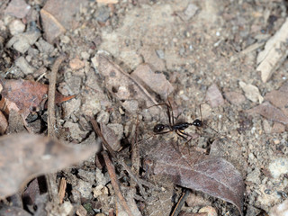 a black walker ant walk on soil with any rock and dry leaf