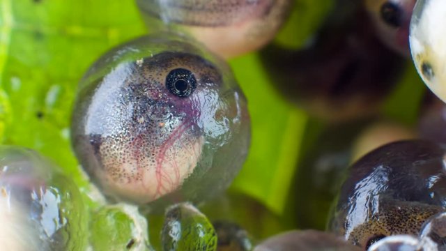 Hatching tadpole of the Ecuadorian Monkey Frog (Phyllomedusa ecuatoriana)  in the egg mass on day 18. The tadpole will land in a pool where it will complete its development.