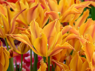 Obraz premium Tulips