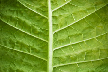 ecology, green leaf