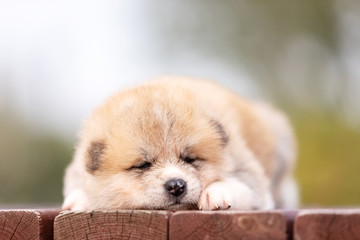 Fototapeta premium Red japanese akita puppy walks outdoor at park