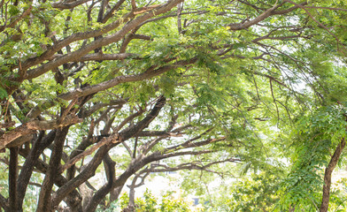 Under shade of giant tree from bottom view. can be use to natural background, wallpaper, template, screensaver. beautiful plant tree.