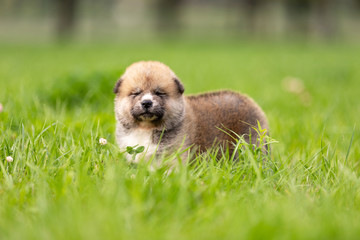 Red japanese akita puppy walks outdoor at park