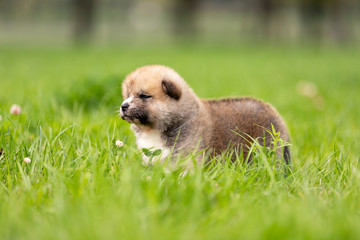 Red japanese akita puppy walks outdoor at park