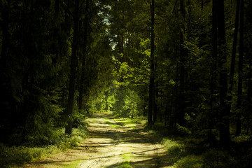 Obraz premium mystic path in the woods