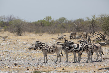 Fototapeta na wymiar zebra walking in africa around
