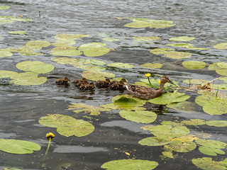 Duck water walk