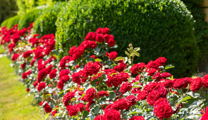 row of red roses