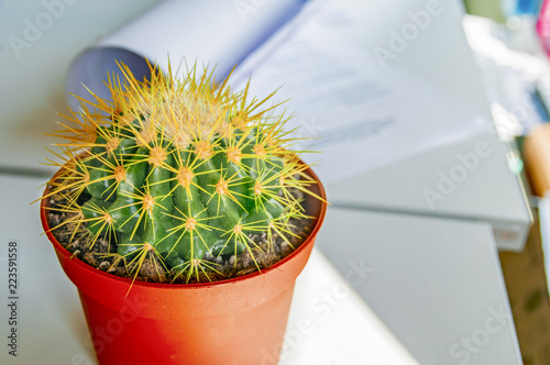 Cactus In Office Ehinokaktus Of Gruson With Long Needles Stands Cactus In Office Ehinokaktus Of Gruson With Long Needles Stands A White Desk