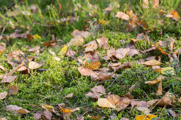 birch leaves on moss