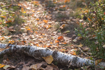 footpath in forest covered with autumn  fallen leaves