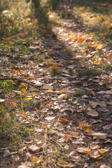 footpath in forest covered with autumn  fallen leaves