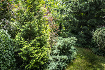 Original background of mixed evergreens Buxus sempervirens, Juniperus squamata Вlue carpet, Thuja occidentalis Yellow Ribbon, Pinus parviflora Glauca. Nature concept for design.