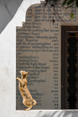 Cat in Cambodian temple, Seim Reap