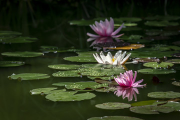 Three water lilies Marliacea Rosea in a pond with green leaves. One pink nymphaea with drops of water on the petals is reflected in the water. The other are in a soft focus as a background.