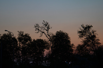 trees in the sunset