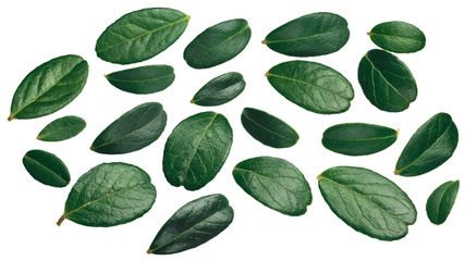 Lingonberry vaccinium vitis-idaea leaves, top