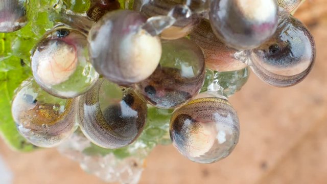 Hatching tadpole of the Ecuadorian Monkey Frog (Phyllomedusa ecuatoriana)  in the egg mass on day 18. The tadpole will land in a pool where it will complete its development.