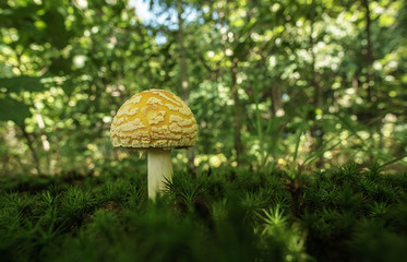 Amanita muscaria var guessowii Slightly Larger
