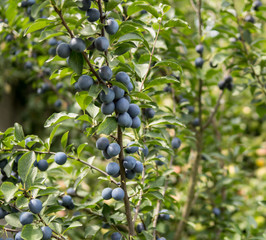 fruits of  damson plum