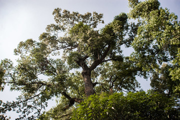 Giant tropical tree on the blue sky