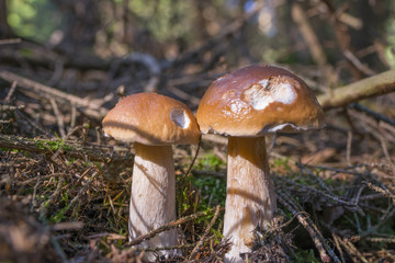 mushrooms - Boletus edulis in a forest close up