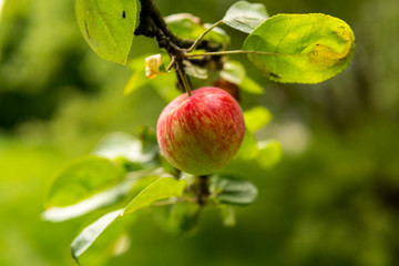 red apples on a tree