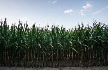 Rows of Late Summer Corn