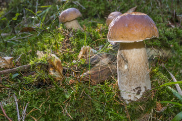 mushrooms - Boletus edulis in a forest close up