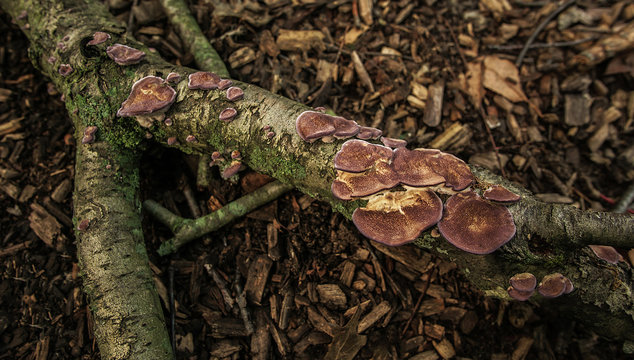Trichaptum biforme On A Fallen Tree Branch