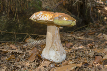 mushrooms - Boletus edulis in a forest close up