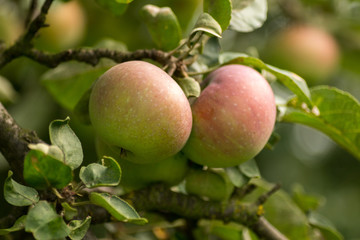 ecological red apples