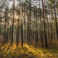 the sunlight in the morning in the coniferous forest