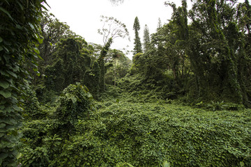 Rain Forest