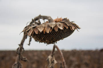Vintage withered sunflowers in the field