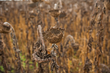 Vintage withered sunflowers in the field