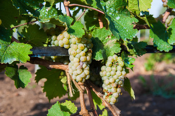 Vineyards at sunset in autumn harvest