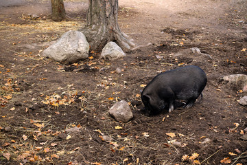 Black wild pig in an old farmstead yard.